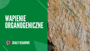 WAPIENIE ORGANOGENICZNE