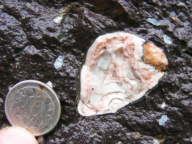 Geoda ametystowa