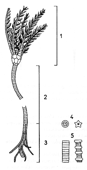 Liliowiec